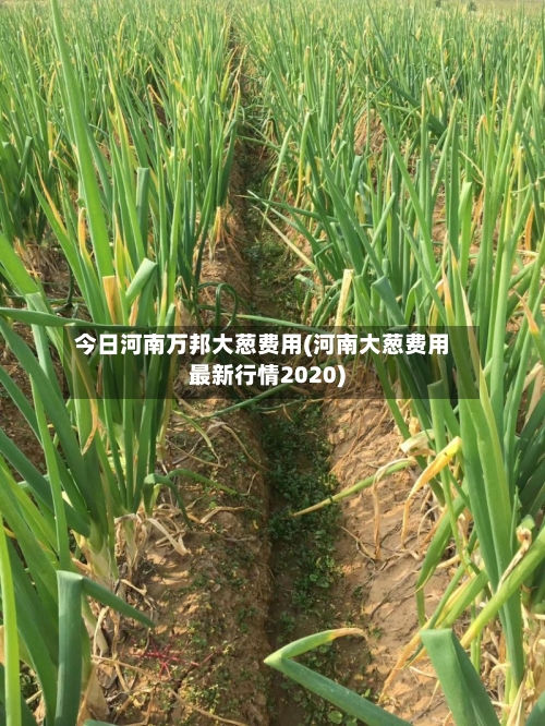 今日河南万邦大葱费用(河南大葱费用最新行情2020)