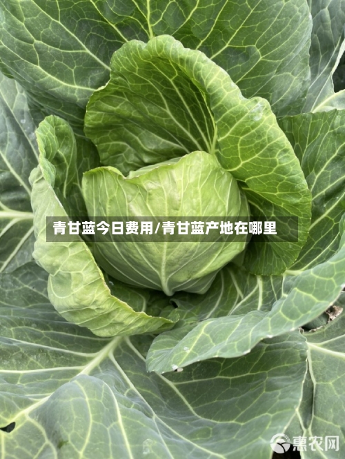 青甘蓝今日费用/青甘蓝产地在哪里-第3张图片