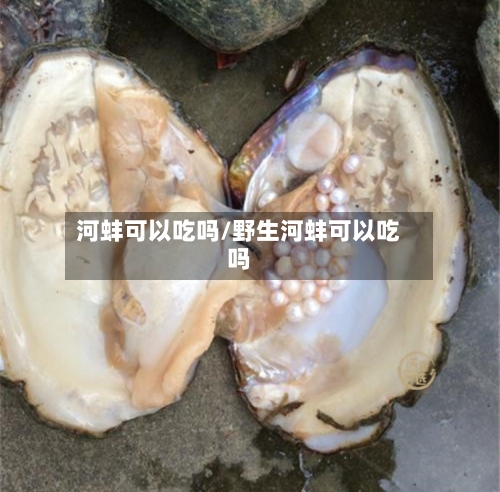 河蚌可以吃吗/野生河蚌可以吃吗