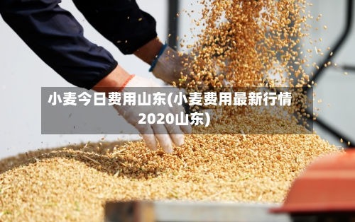 小麦今日费用山东(小麦费用最新行情2020山东)-第2张图片