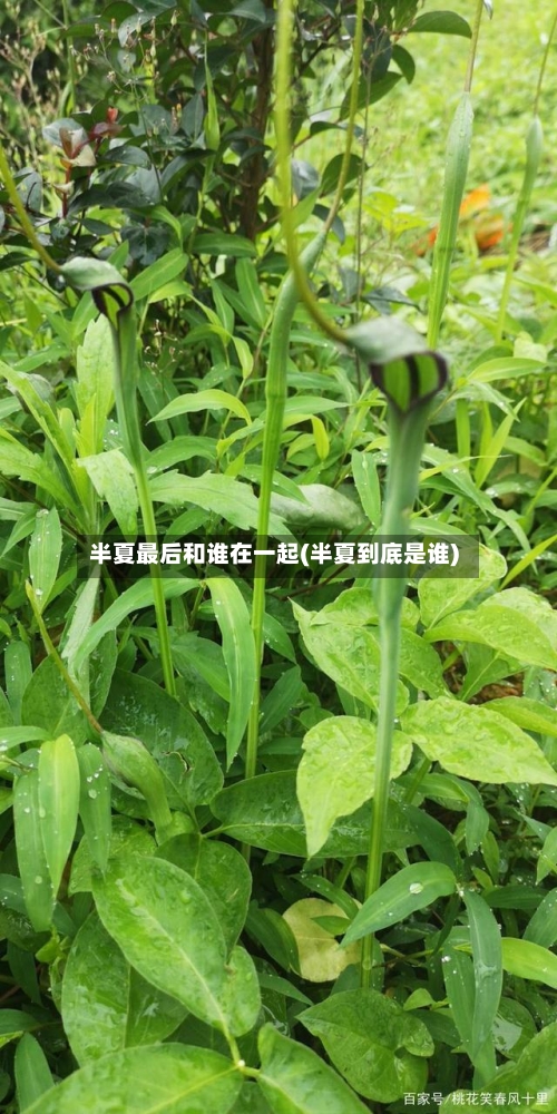 半夏最后和谁在一起(半夏到底是谁)-第2张图片