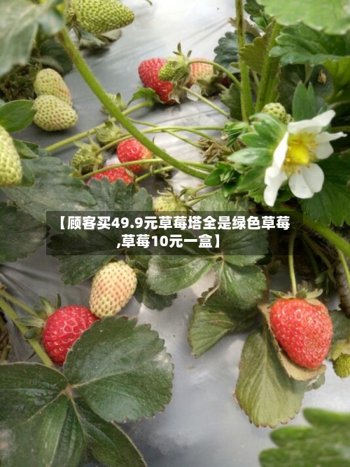 【顾客买49.9元草莓塔全是绿色草莓,草莓10元一盒】