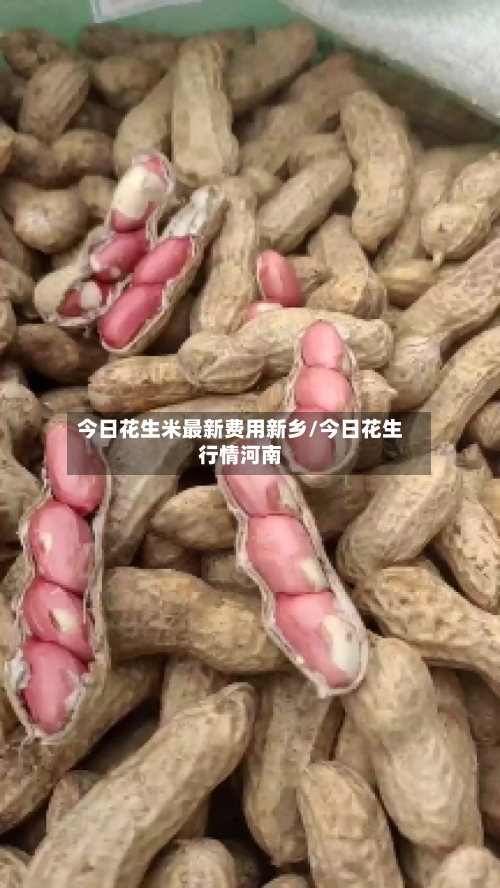 今日花生米最新费用新乡/今日花生行情河南-第2张图片