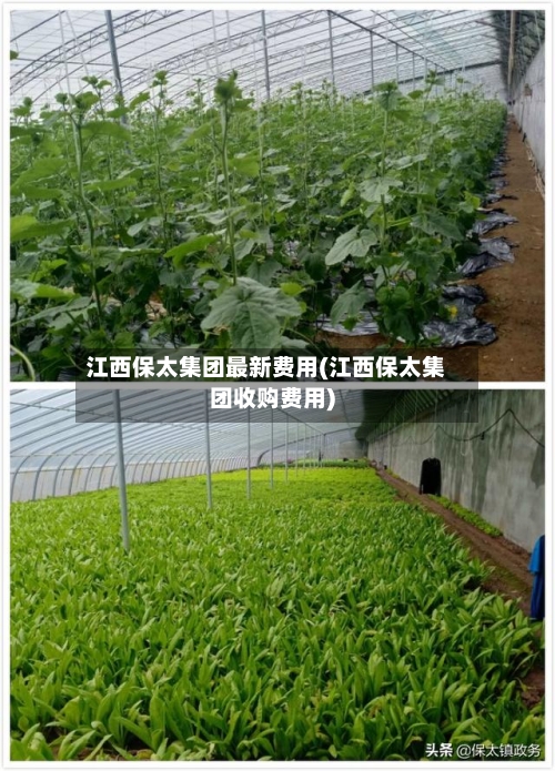 江西保太集团最新费用(江西保太集团收购费用)-第2张图片