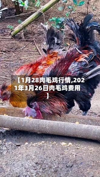 【1月28肉毛鸡行情,2021年3月26日肉毛鸡费用】-第2张图片