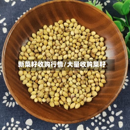 新菜籽收购行情/大量收购菜籽-第2张图片