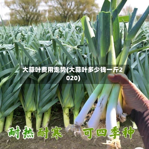 大蒜叶费用走势(大蒜叶多少钱一斤2020)
