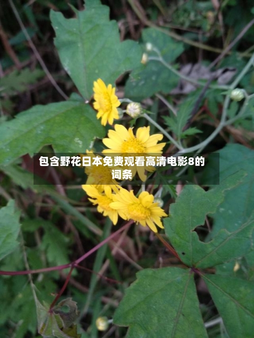 包含野花日本免费观看高清电影8的词条