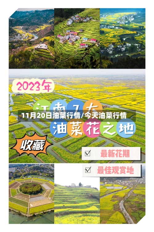 11月20日油菜行情/今天油菜行情-第3张图片