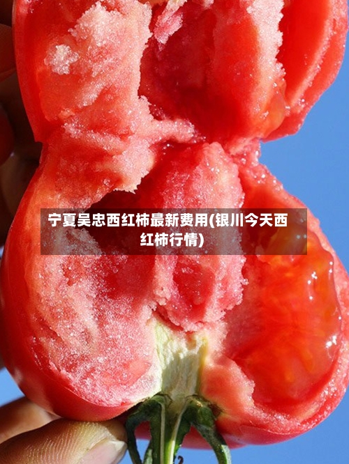 宁夏吴忠西红柿最新费用(银川今天西红柿行情)-第2张图片