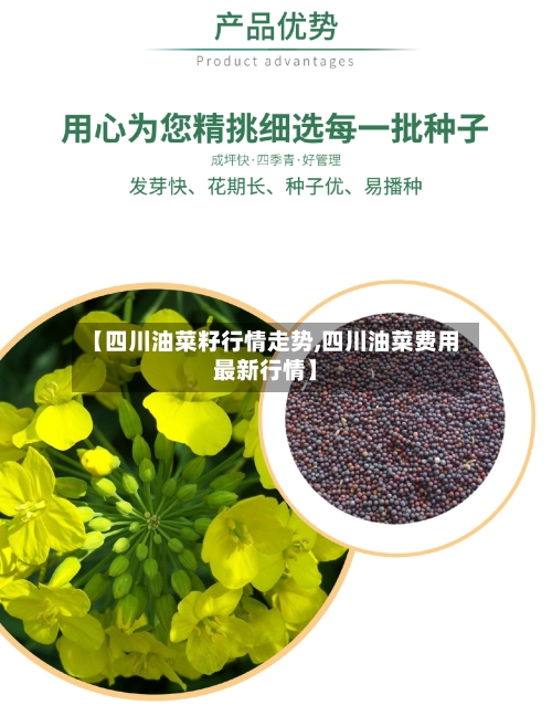 【四川油菜籽行情走势,四川油菜费用最新行情】-第2张图片