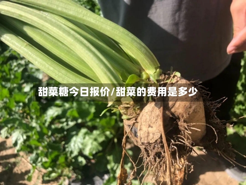 甜菜糖今日报价/甜菜的费用是多少-第3张图片
