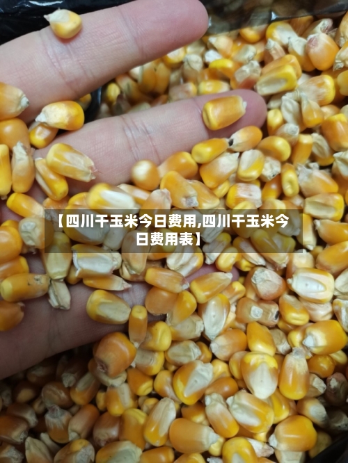 【四川干玉米今日费用,四川干玉米今日费用表】