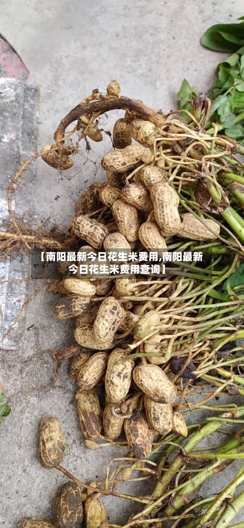 【南阳最新今日花生米费用,南阳最新今日花生米费用查询】-第2张图片