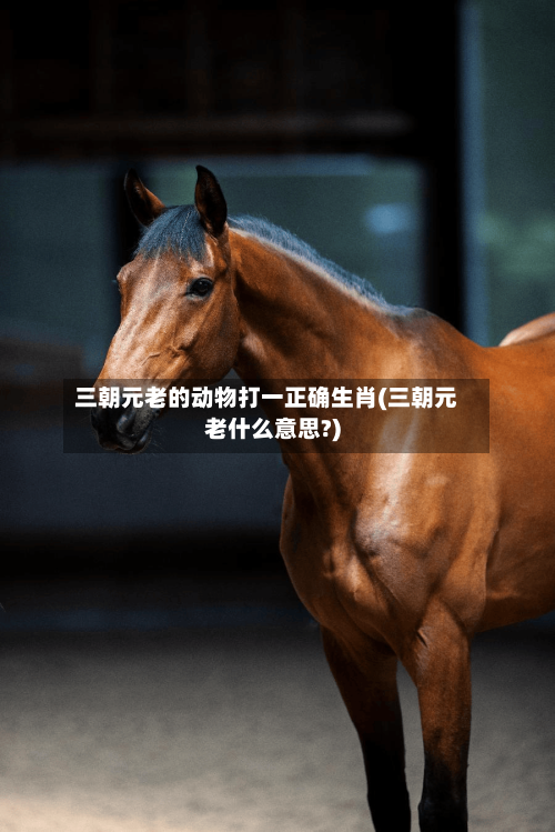 三朝元老的动物打一正确生肖(三朝元老什么意思?)-第2张图片