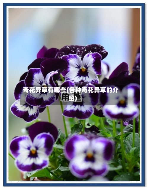 奇花异草有哪些(各种奇花异草的介绍)