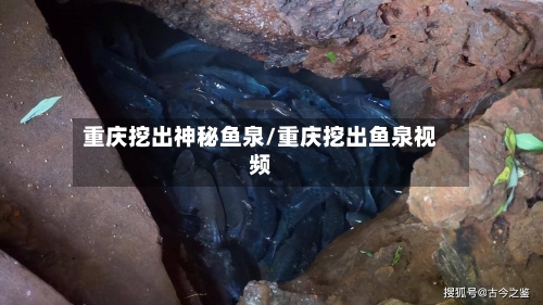 重庆挖出神秘鱼泉/重庆挖出鱼泉视频-第3张图片