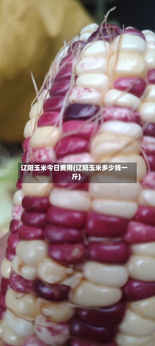 辽阳玉米今日费用(辽阳玉米多少钱一斤)-第2张图片