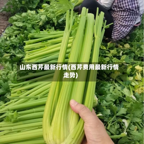 山东西芹最新行情(西芹费用最新行情走势)-第2张图片