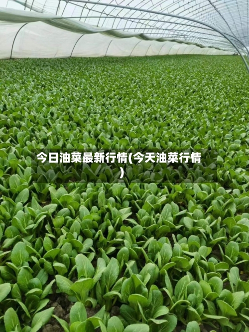 今日油菜最新行情(今天油菜行情)-第3张图片