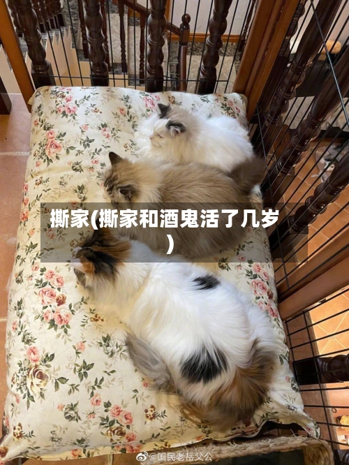 撕家(撕家和酒鬼活了几岁)-第2张图片