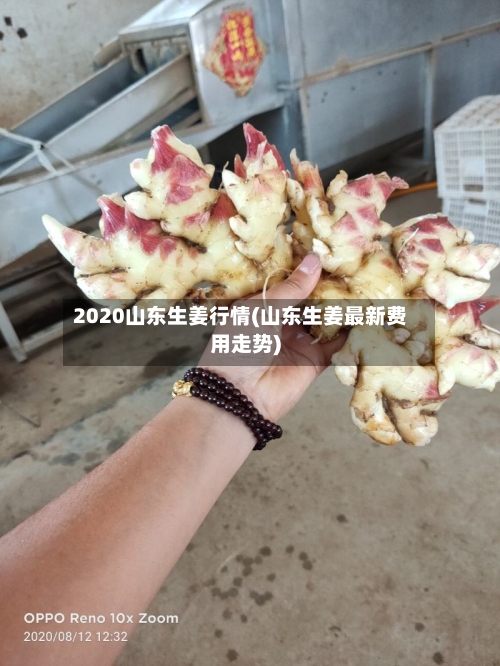 2020山东生姜行情(山东生姜最新费用走势)-第2张图片