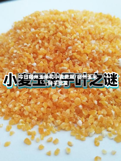 今日宿州玉米和小麦费用/宿州玉米种子批发-第3张图片