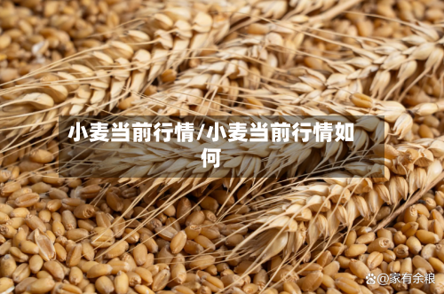 小麦当前行情/小麦当前行情如何-第3张图片