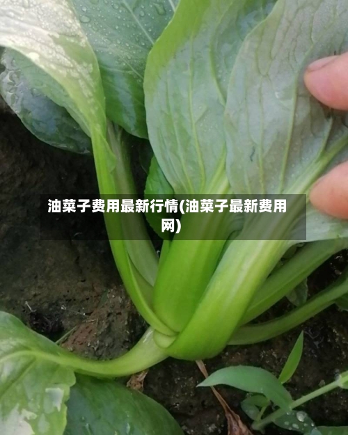 油菜子费用最新行情(油菜子最新费用网)-第2张图片