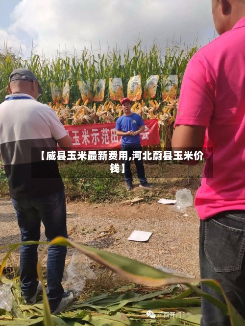 【威县玉米最新费用,河北蔚县玉米价钱】