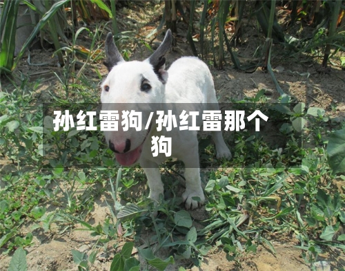 孙红雷狗/孙红雷那个狗