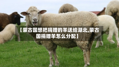 【蒙古国想把捐赠的羊送给湖北,蒙古国捐赠羊怎么分配】-第2张图片