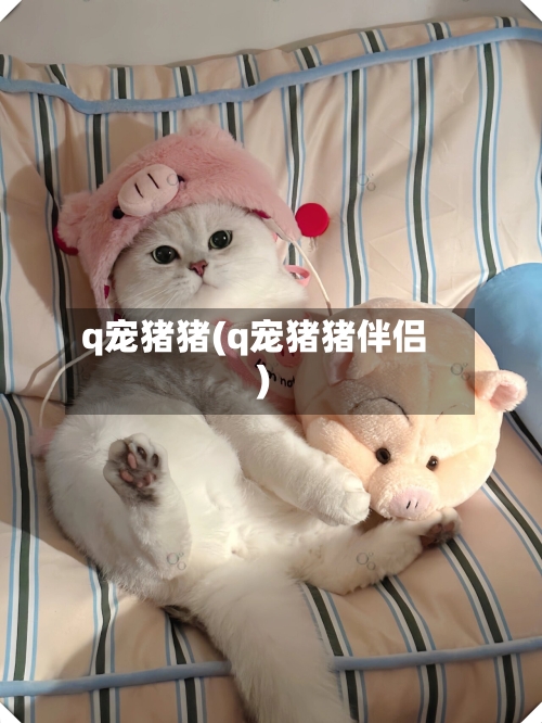 q宠猪猪(q宠猪猪伴侣)