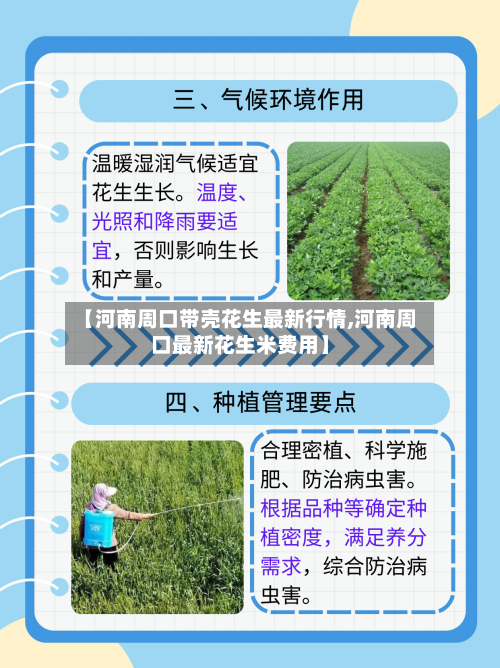 【河南周口带壳花生最新行情,河南周口最新花生米费用】-第3张图片