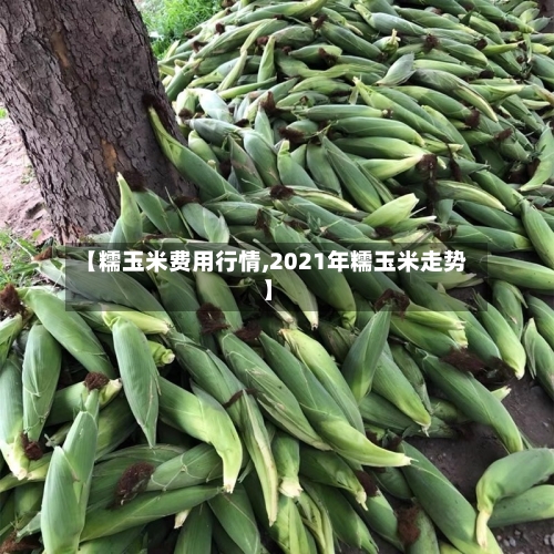 【糯玉米费用行情,2021年糯玉米走势】-第2张图片