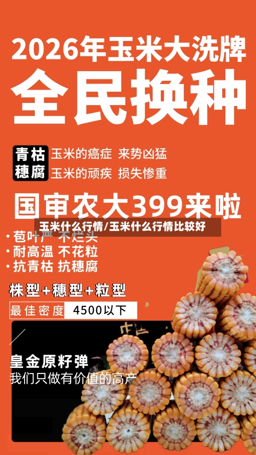玉米什么行情/玉米什么行情比较好