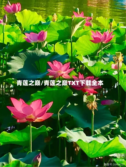 青莲之巅/青莲之巅TXT下载全本