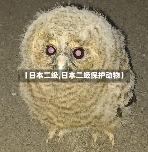 【日本二级,日本二级保护动物】