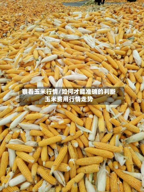 察看玉米行情/如何才能准确的判断玉米费用行情走势