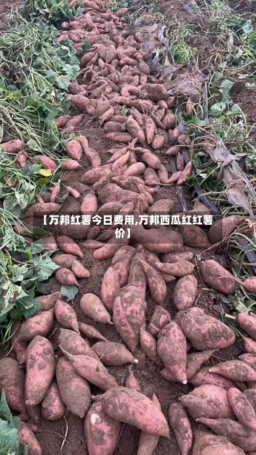 【万邦红薯今日费用,万邦西瓜红红薯价】-第2张图片