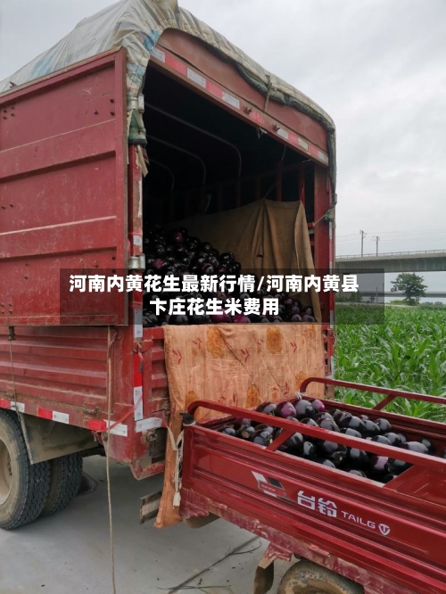 河南内黄花生最新行情/河南内黄县卞庄花生米费用