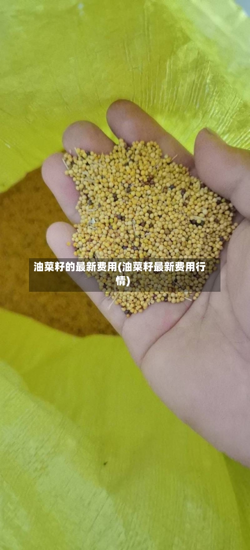 油菜籽的最新费用(油菜籽最新费用行情)