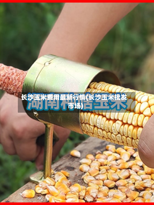长沙玉米费用最新行情(长沙玉米批发市场)