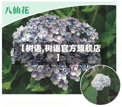 【树语,树语官方旗舰店】-第3张图片