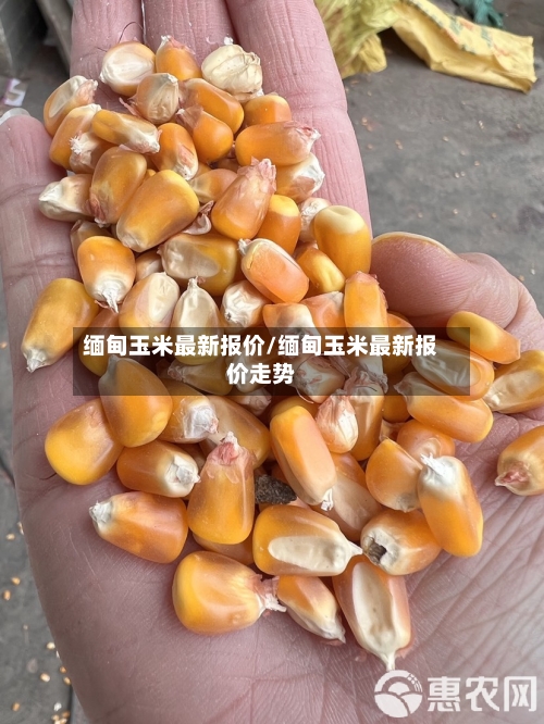 缅甸玉米最新报价/缅甸玉米最新报价走势-第2张图片