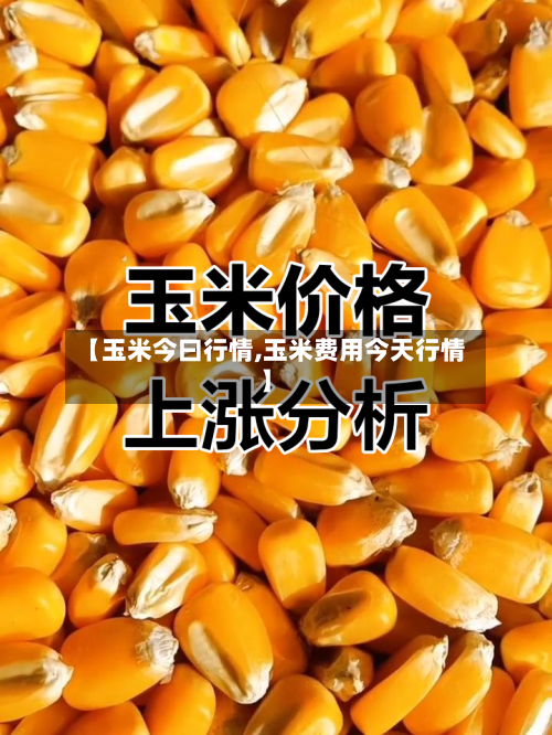 【玉米今曰行情,玉米费用今天行情】-第2张图片