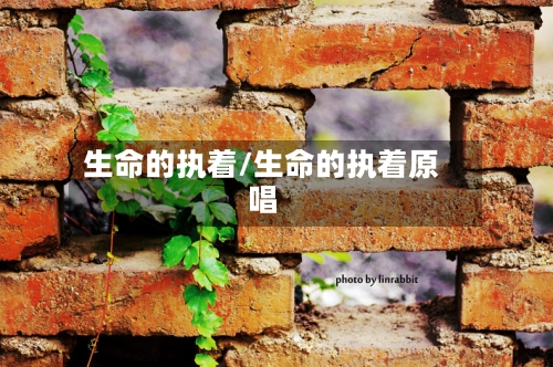 生命的执着/生命的执着原唱-第2张图片