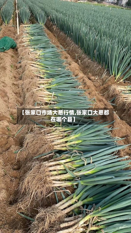 【张家口市场大葱行情,张家口大葱都在哪个县】