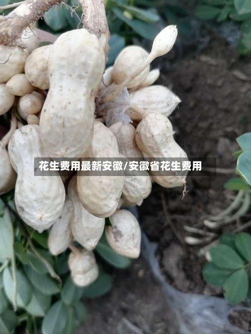 花生费用最新安徽/安徽省花生费用-第2张图片