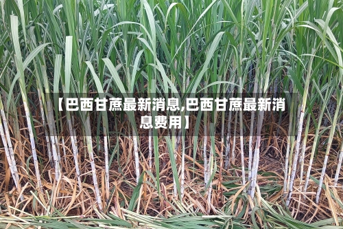 【巴西甘蔗最新消息,巴西甘蔗最新消息费用】